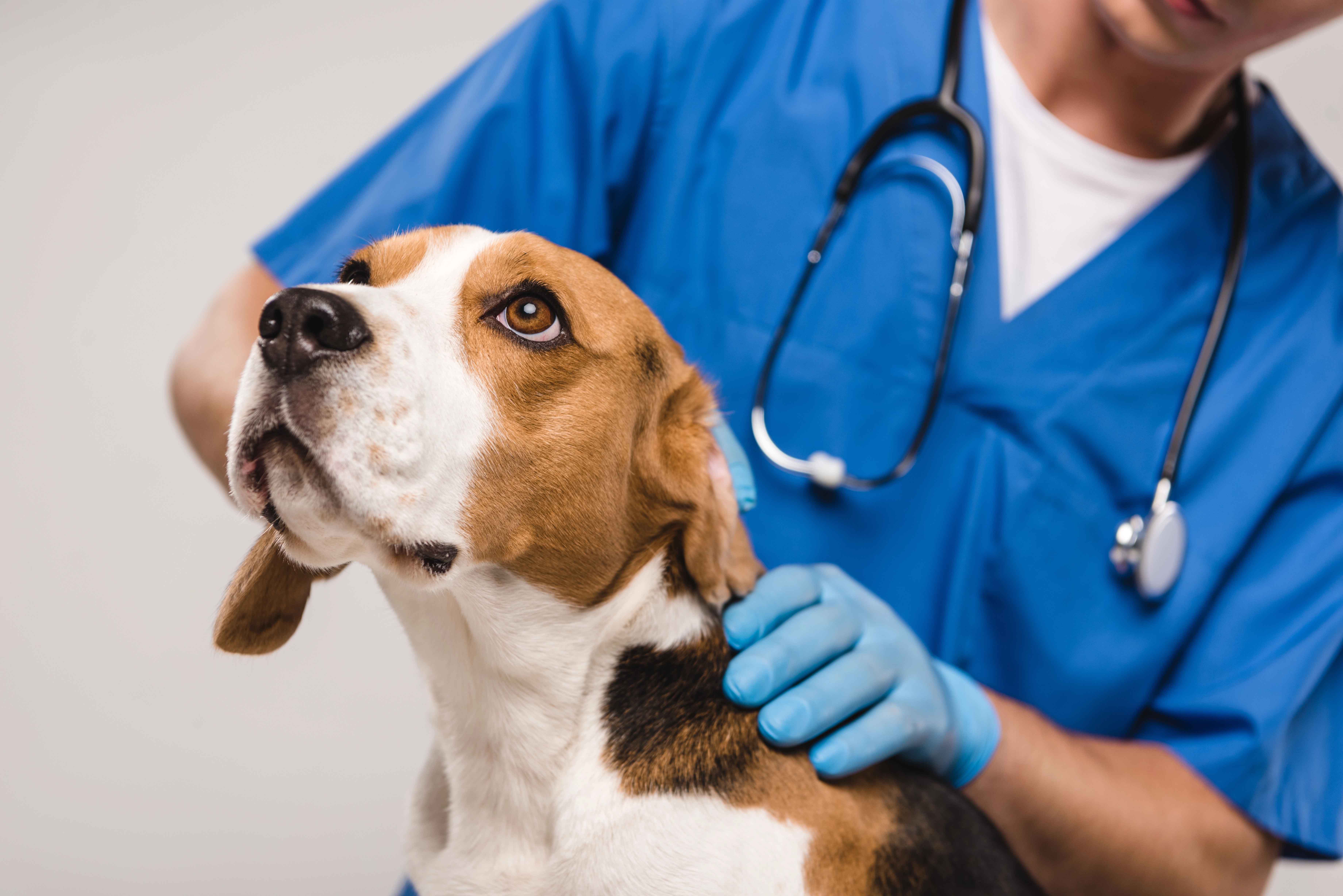 Vet caring for a dog
